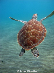 Juvenile green turtle swimming away by Laura Dinraths 